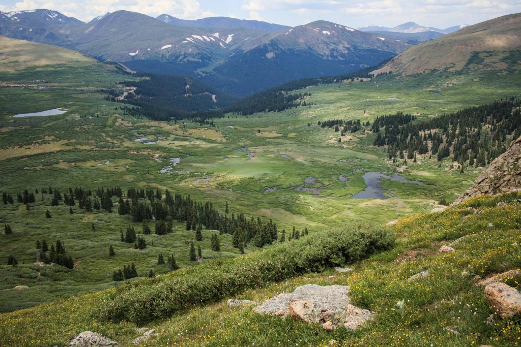 The Mount Evans Wilderness is very diverse in flora.